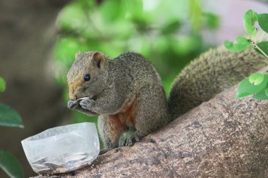Ağaç dalının ucuna tünemiş güzel bir tilki sincabı..