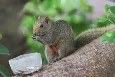 Ağaç dalının ucuna tünemiş güzel bir tilki sincabı..