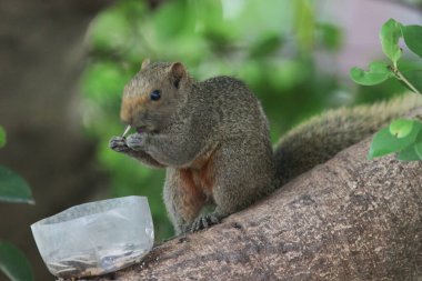 Ağaç dalının ucuna tünemiş güzel bir tilki sincabı..