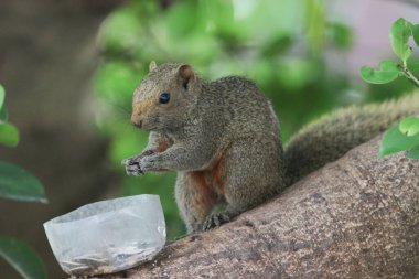 Ağaç dalının ucuna tünemiş güzel bir tilki sincabı..