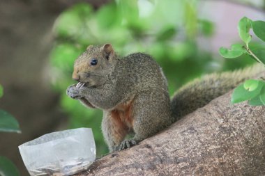 Ağaç dalının ucuna tünemiş güzel bir tilki sincabı..