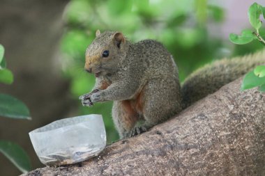 Ağaç dalının ucuna tünemiş güzel bir tilki sincabı..
