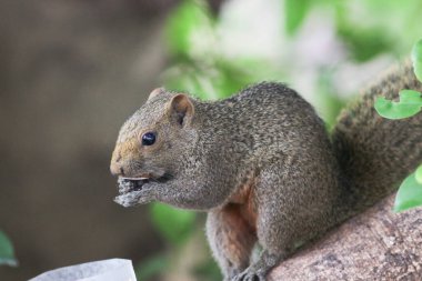Ağaç dalının ucuna tünemiş güzel bir tilki sincabı..