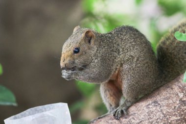 Ağaç dalının ucuna tünemiş güzel bir tilki sincabı..