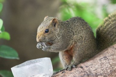 Ağaç dalının ucuna tünemiş güzel bir tilki sincabı..