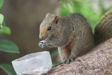 Ağaç dalının ucuna tünemiş güzel bir tilki sincabı..