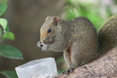 Ağaç dalının ucuna tünemiş güzel bir tilki sincabı..