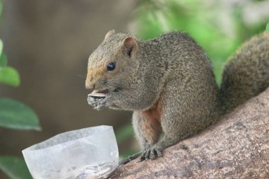 Ağaç dalının ucuna tünemiş güzel bir tilki sincabı..