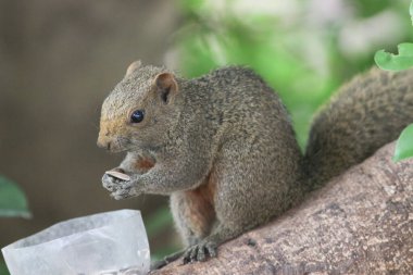Ağaç dalının ucuna tünemiş güzel bir tilki sincabı..