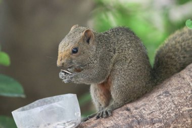 Ağaç dalının ucuna tünemiş güzel bir tilki sincabı..