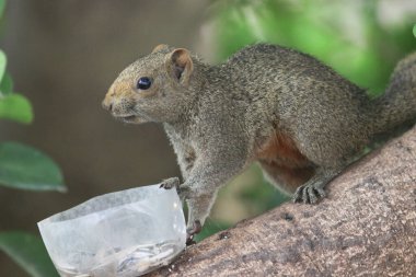 Ağaç dalının ucuna tünemiş güzel bir tilki sincabı..