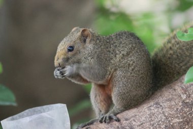 Sincaplar Sciuridae familyasının üyeleridir.
