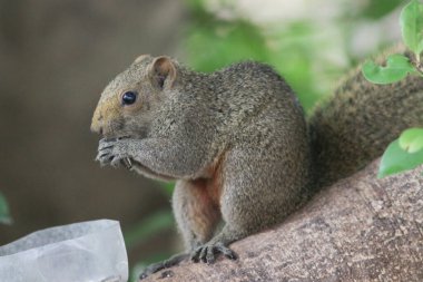 Sincaplar Sciuridae familyasının üyeleridir.