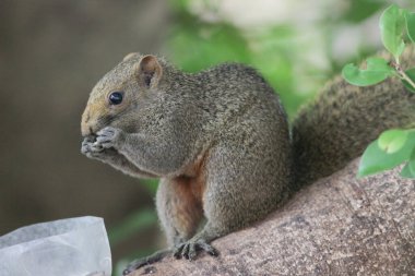 Sincaplar Sciuridae familyasının üyeleridir.