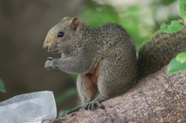 Sincaplar Sciuridae familyasının üyeleridir.