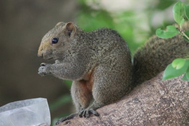 Sincaplar Sciuridae familyasının üyeleridir.