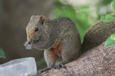 Sincaplar Sciuridae familyasının üyeleridir.