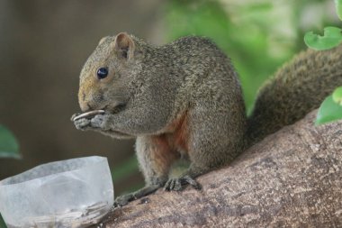 Sincaplar Sciuridae familyasının üyeleridir.