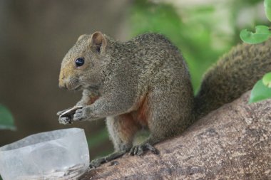 Sincaplar Sciuridae familyasının üyeleridir.