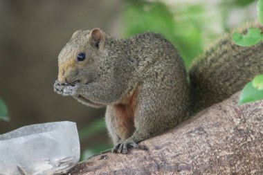 Sincaplar Sciuridae familyasının üyeleridir.