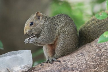 Sincaplar Sciuridae familyasının üyeleridir.