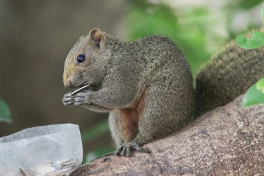 Sincaplar Sciuridae familyasının üyeleridir.