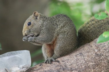 Sincaplar Sciuridae familyasının üyeleridir.
