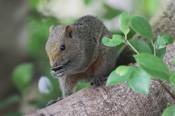 Esquilos São Membros Família Sciuridae — Fotografia de Stock