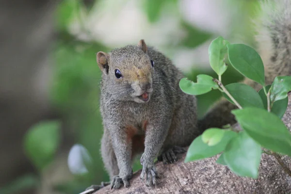 Esquilos São Membros Família Sciuridae — Fotografia de Stock