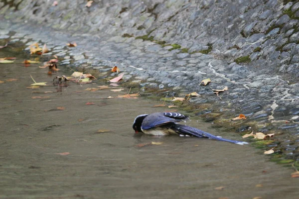 Urocissa Erythroryncha Red Billed Blue Magpie — 스톡 사진
