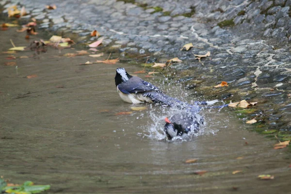 Urocissa Erythroryncha Red Billed Blue Magpie — 스톡 사진