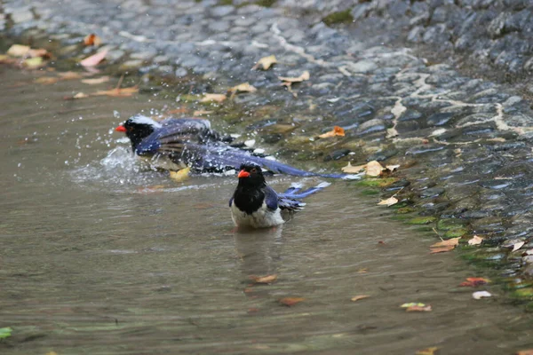 Bir Urocissa erythroryncha, Kırmızı Gagalı Mavi Saksağan