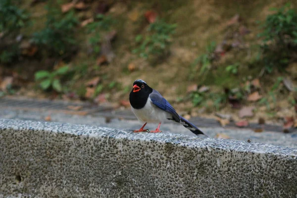 Urocissa Erythroryncha Red Billed Blue Magpi — Foto de Stock