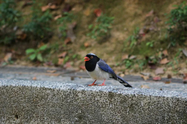 Een Urocissa Erythroryncha Rode Snavelblauwe Ekster — Stockfoto