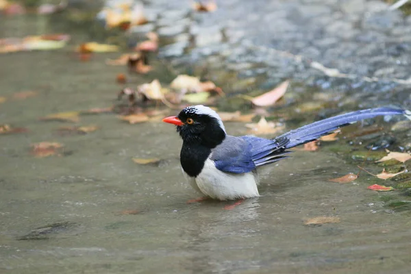 Urocissa Erythroryncha Rode Snavelblauwe Ekster — Stockfoto