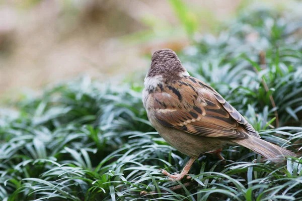 Petit Moineau Sur Sentier Gris Parc — Photo