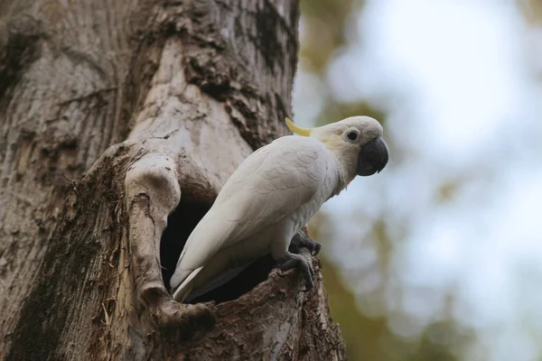 Cacatua Galerita Zolfo Crestato Cockatoo Seduto Sul Ramo — Foto Stock