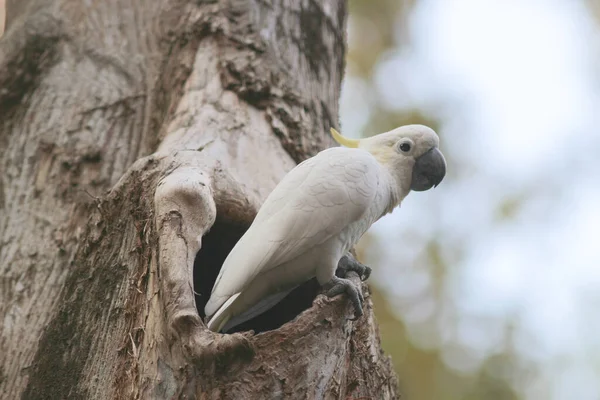 Cacatua Galerita Sulphur Crested Cockatoo坐在树枝上 — 图库照片