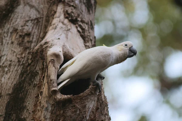 Kakatua galerita, sülfür armalı kakadu dalda oturuyor. 