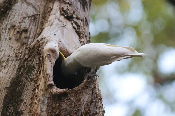 Cacatua Galerita Sulphur Crested Cockatoo坐在树枝上 — 图库照片