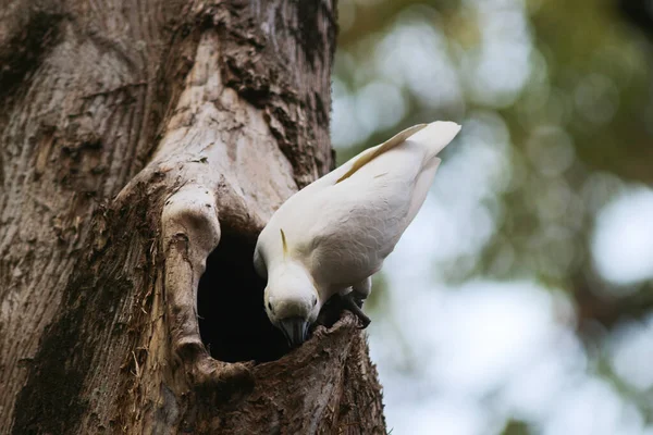 Cacatua Galerita Сернистый Какаду Сидящий Ветке — стоковое фото