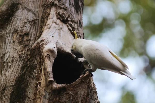 Cacatua Galerita Сернистый Какаду Сидящий Ветке — стоковое фото