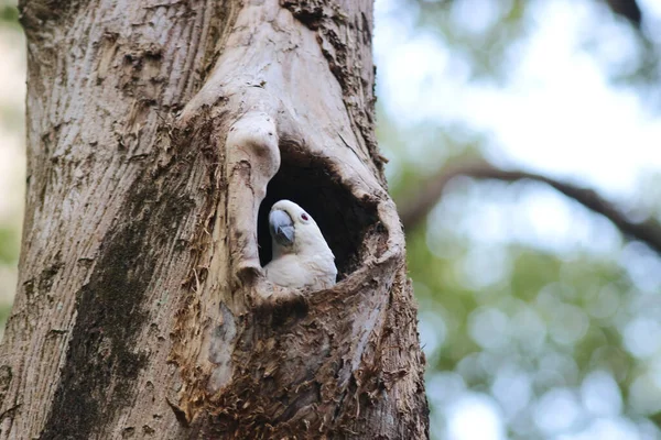 Cacatua Galerita Сернистый Какаду Сидящий Ветке — стоковое фото