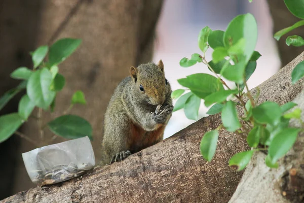 Ağaç dalının ucuna tünemiş güzel bir tilki sincabı..