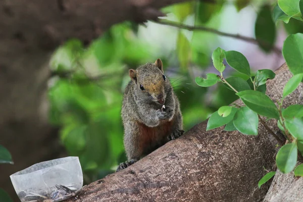 Ağaç dalının ucuna tünemiş güzel bir tilki sincabı..