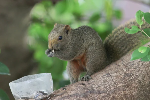 Ağaç dalının ucuna tünemiş güzel bir tilki sincabı..