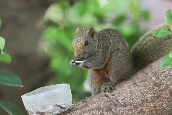 Ağaç dalının ucuna tünemiş güzel bir tilki sincabı..