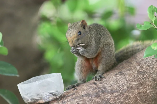 Ağaç dalının ucuna tünemiş güzel bir tilki sincabı..
