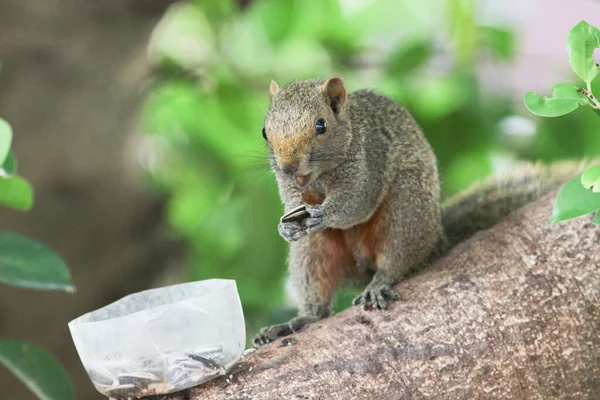 Ağaç dalının ucuna tünemiş güzel bir tilki sincabı..