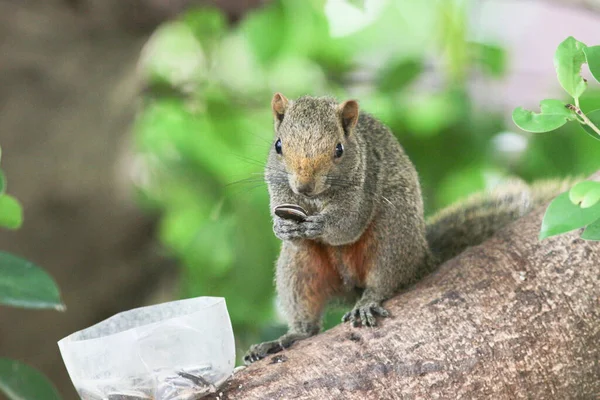 Ağaç dalının ucuna tünemiş güzel bir tilki sincabı..